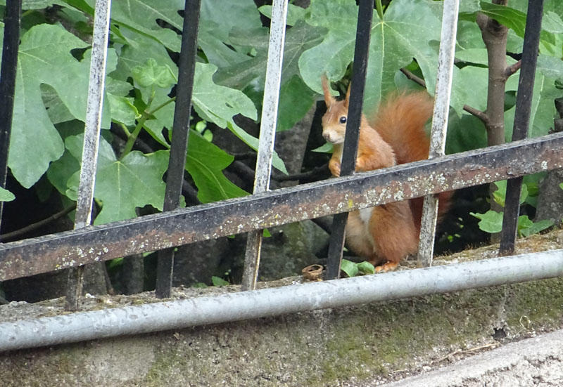 scoiattolo.......giardino di casa